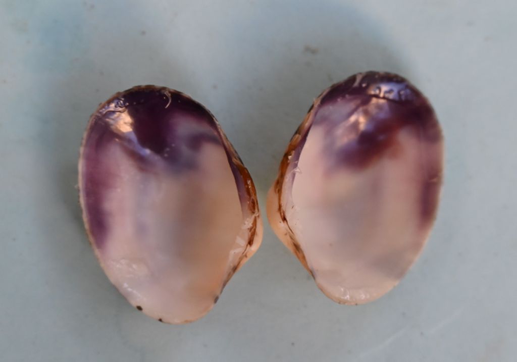 bivalve da identificare